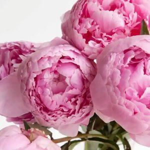 Meet your Posher, bloomnpeony